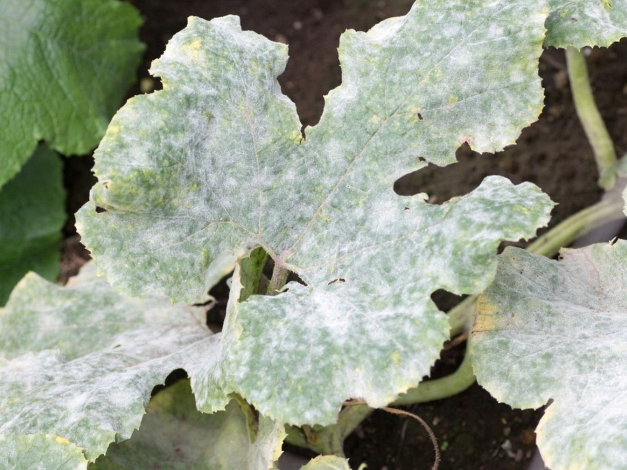 Plant With Powdery Mildew