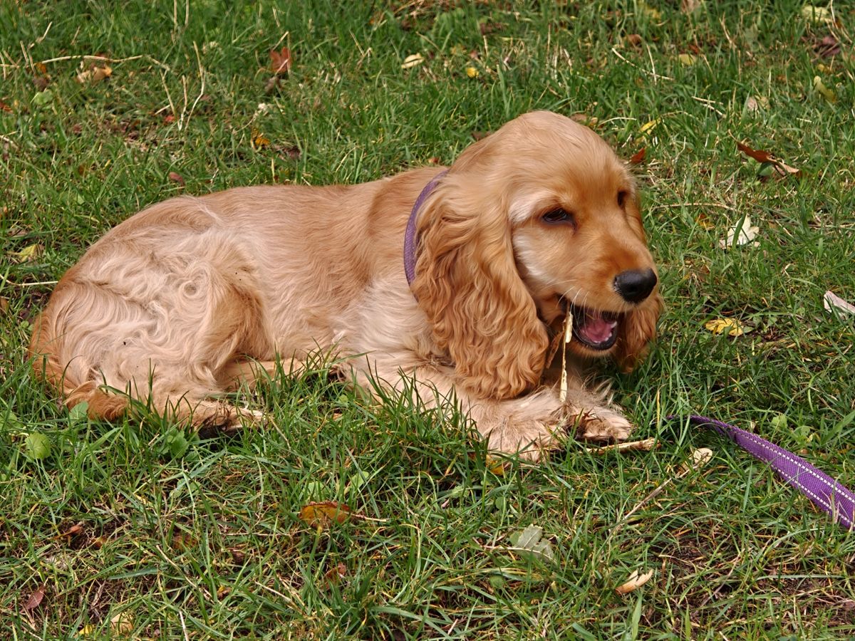 A puppy chewing a stick