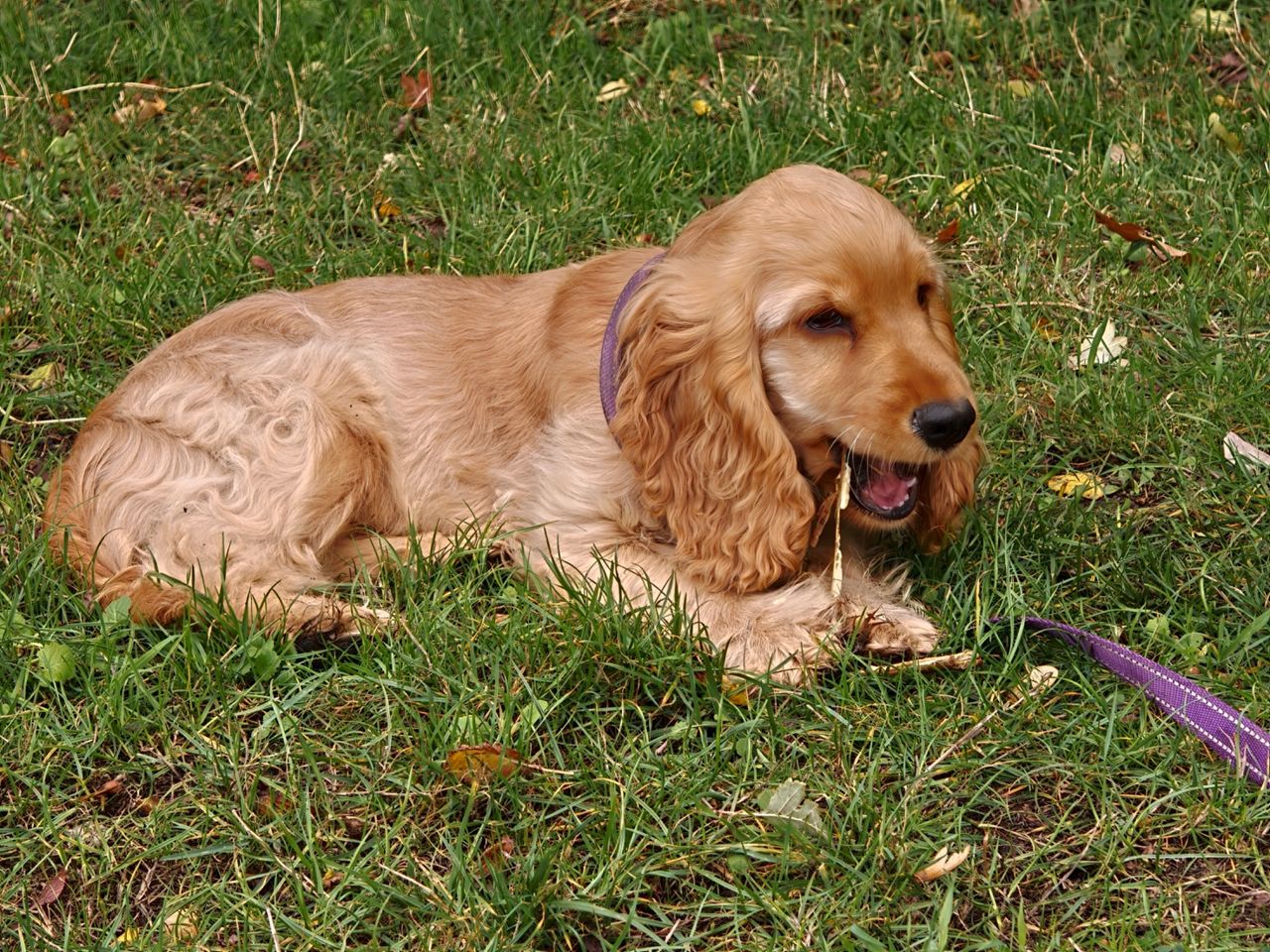A puppy chewing a stick
