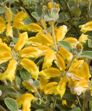 Yellow Phlomis lanata will grow well in containers