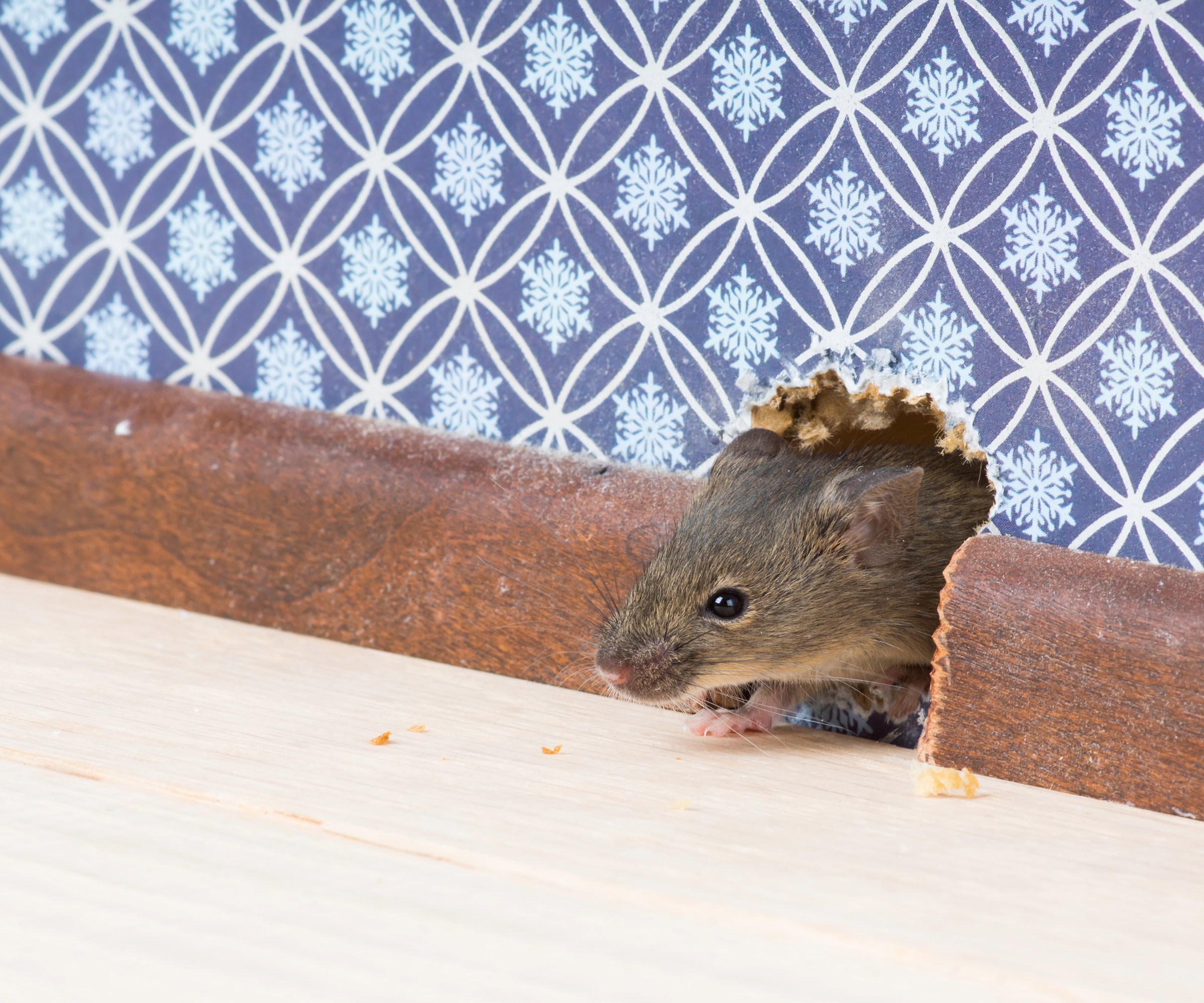 Mouse poking its head out of a hole in a wallpapered wall