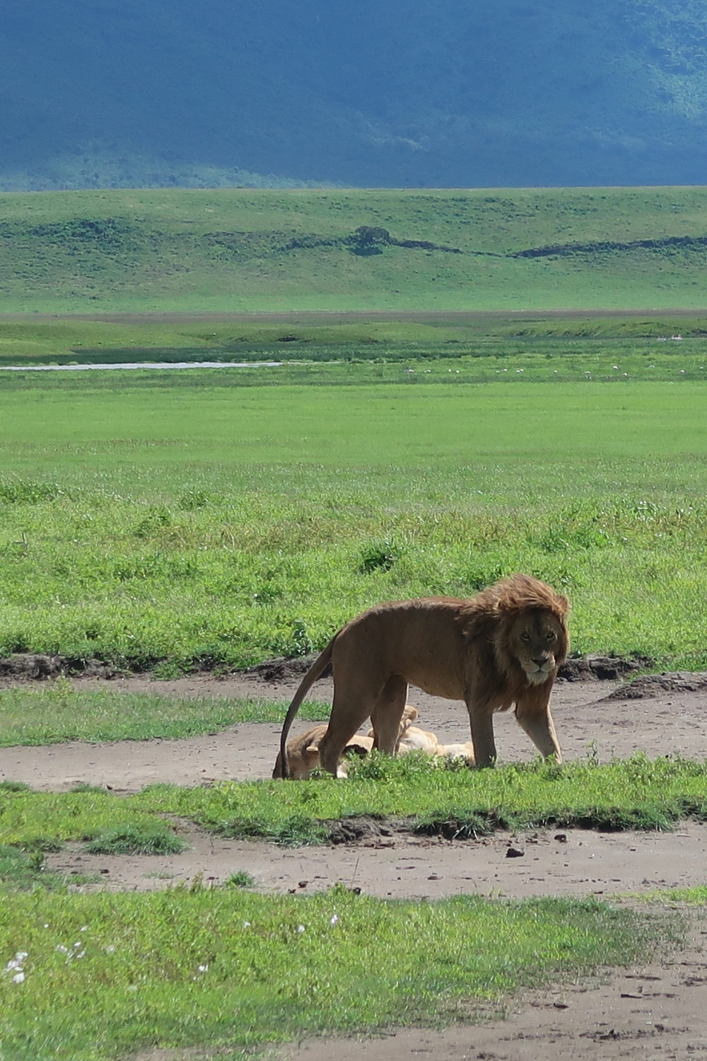 Post-coital lions on safari in Tanzania