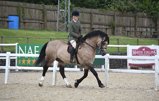 HOYS M&amp;amp;M ridden 1st &amp;amp; champ Menai Cardi Lloyd D.Peter Jones ridden by Thomas Jones (267)