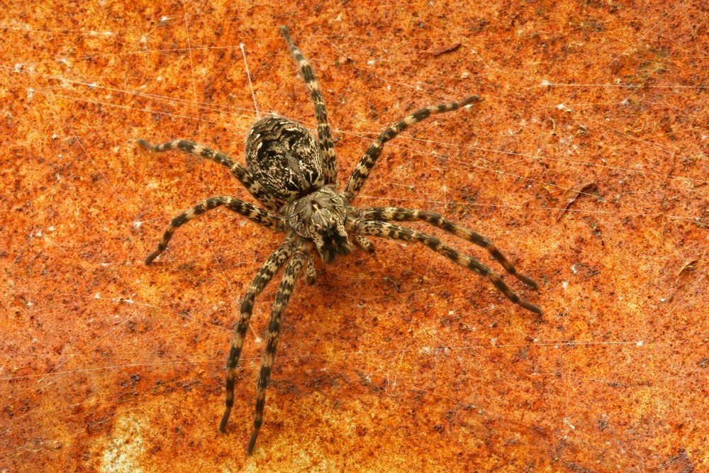 Fishing spiders like this one, &lt;em&gt;Dolomedes tenebrosus&lt;/em&gt;, live near the water and are known to sometimes snag small fish and aquatic insects there.