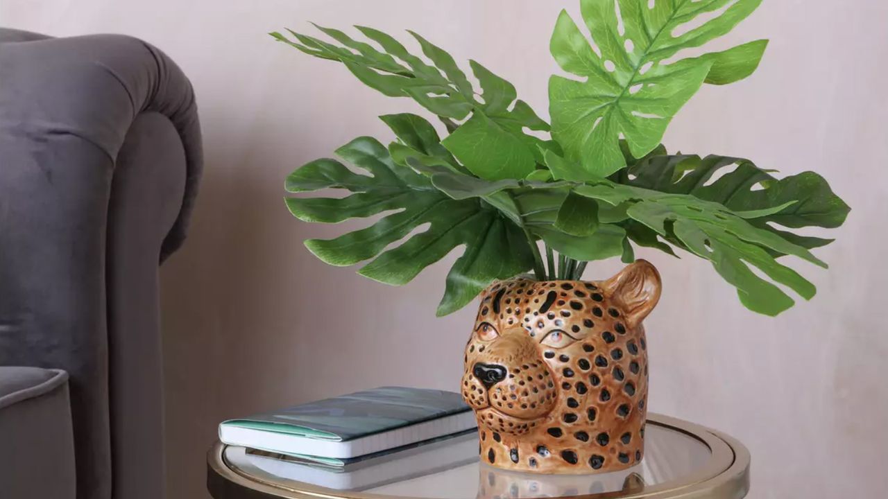 Houseplant from Argos