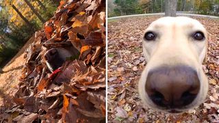 dog jumping into leaves