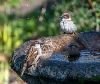 several birds playing in a bird bath