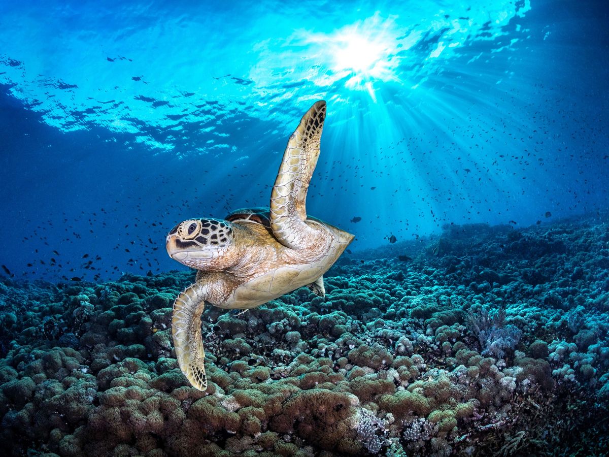 Sea turtle swimming above coral near to surface as sunlight pierces water.