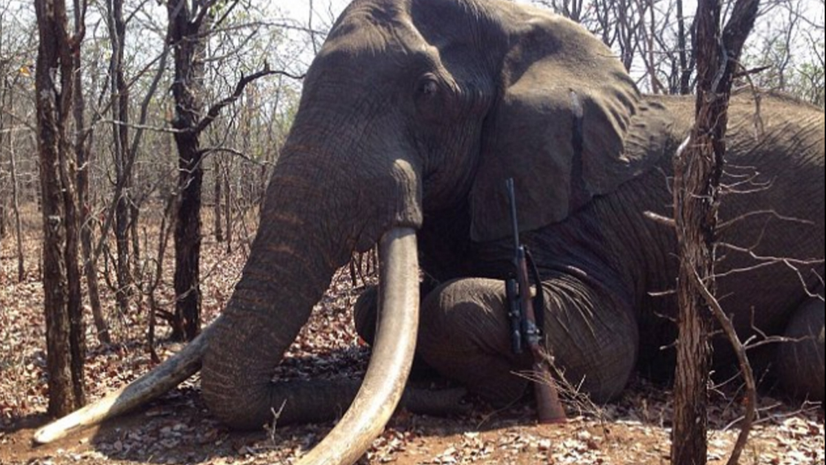 Largest African elephant killed in 30 years for £39,000