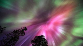 The tops of three coniferous trees poke out from the bottom left, as an upward view of the night sky is lit with vibrant shades of green, pink and purple shooting out in sheets as rays of light from the image's center. 