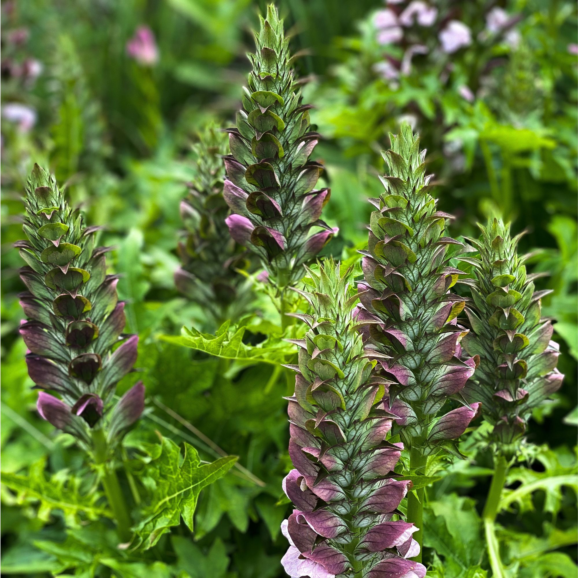 Flowering Acanthus mollis