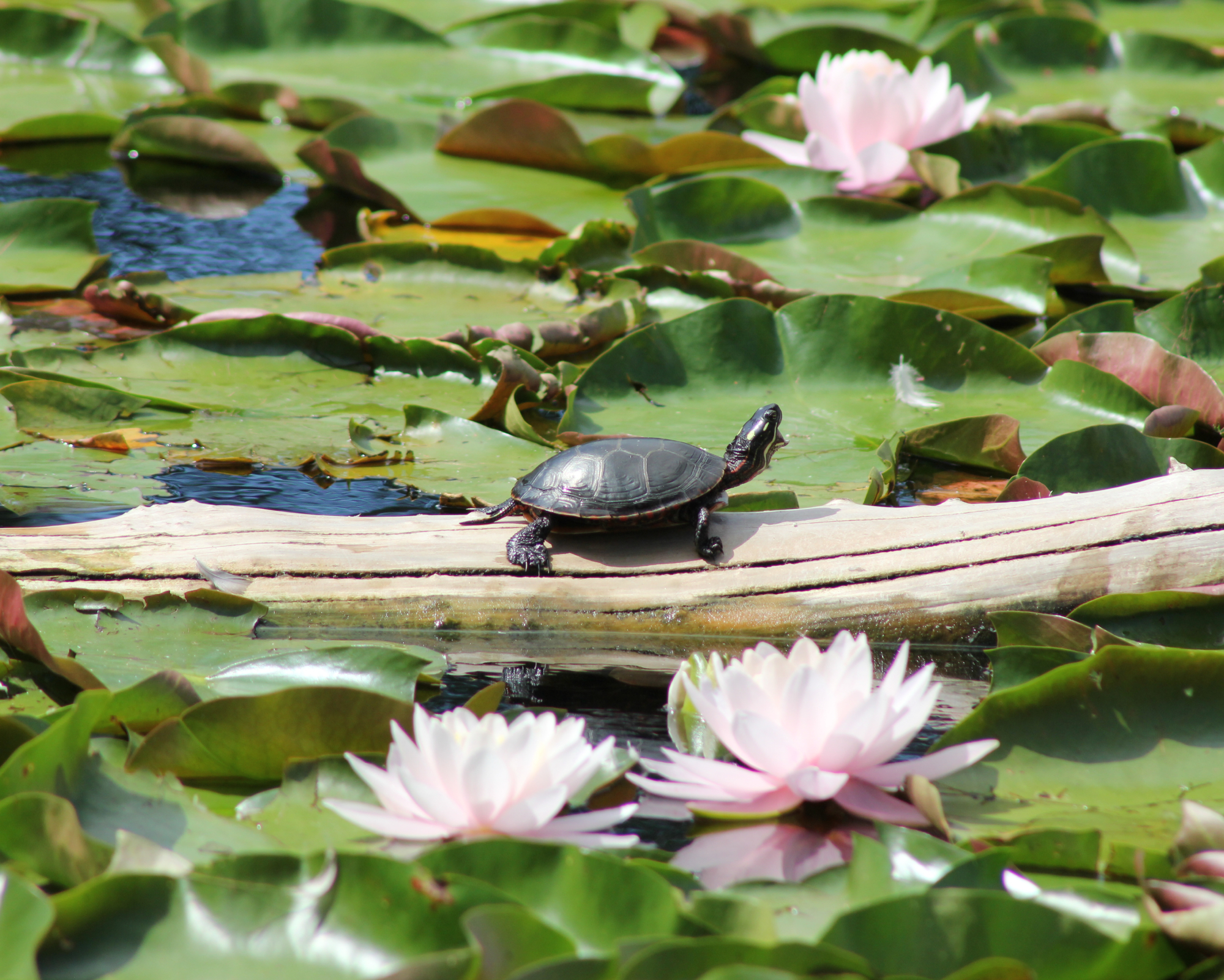 Turtle on log in wildlife pond with lotuses