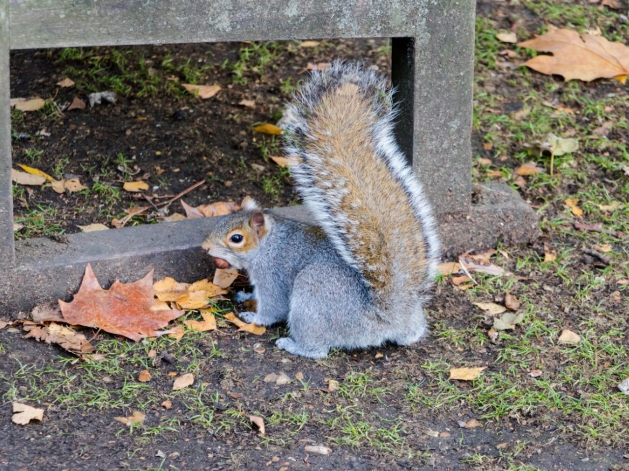 A Squirrel In The Garden