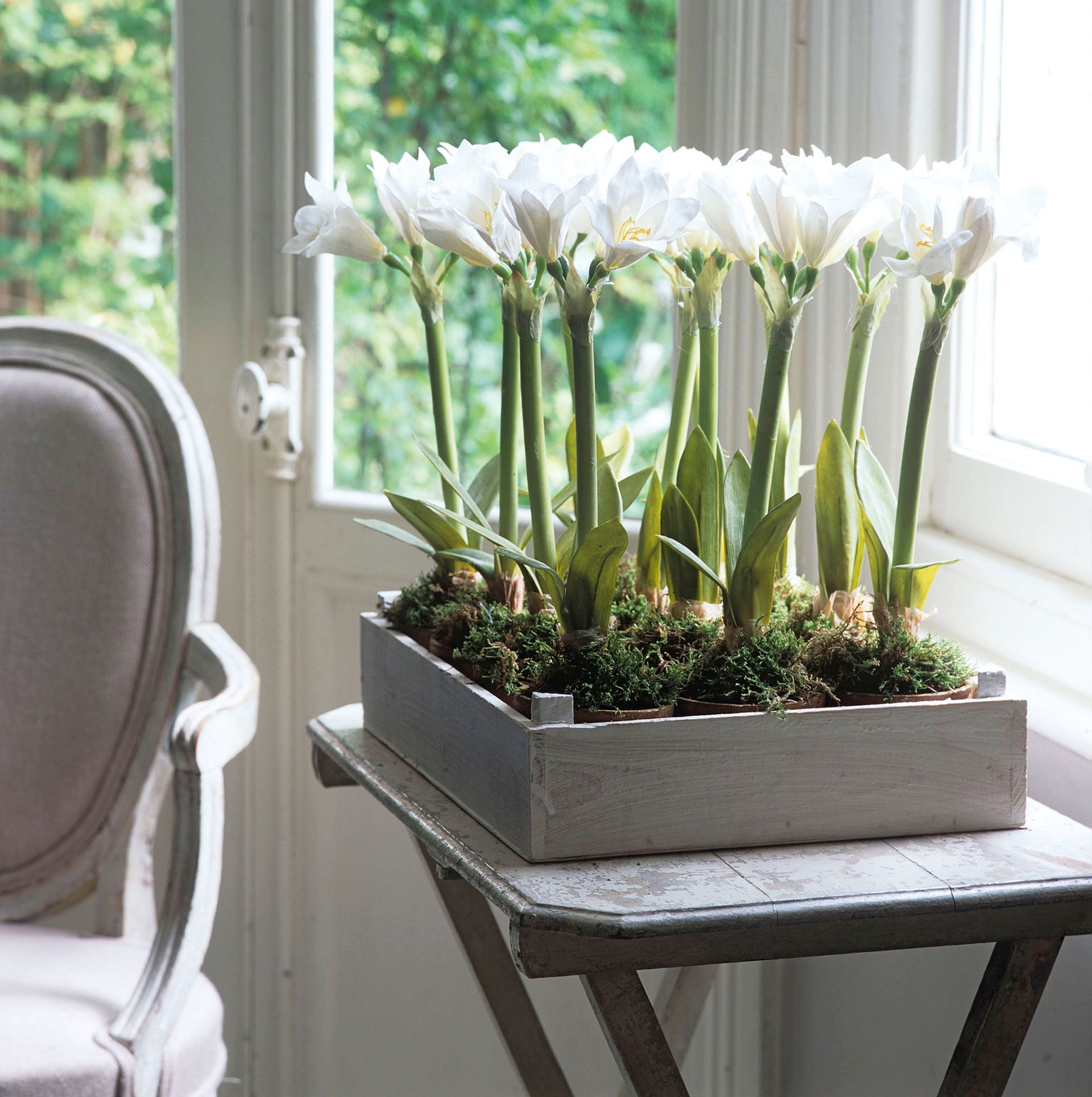 How to force bulbs indoors for Christmas Homes & Gardens