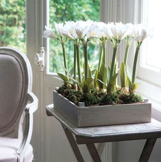amaryllis bulb white flowers in wooden box