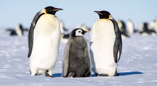 emperor penguins