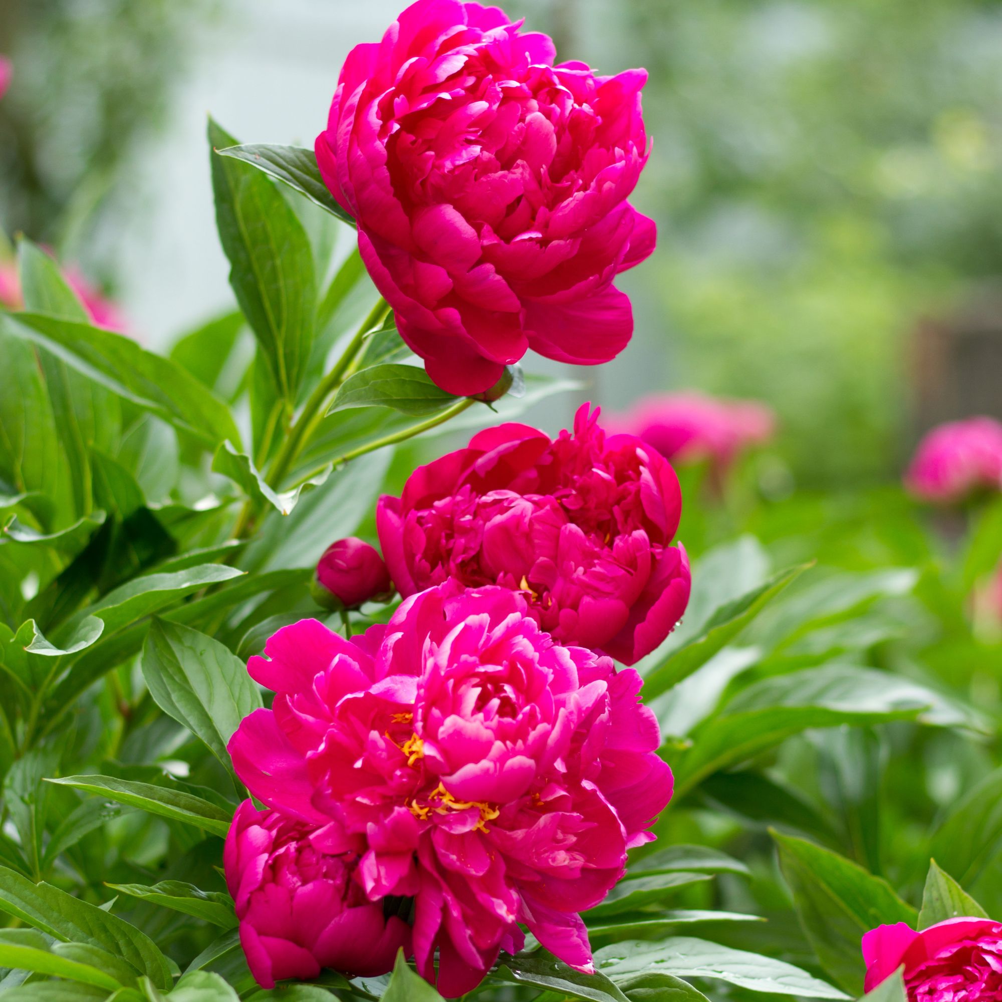 peonies in garden
