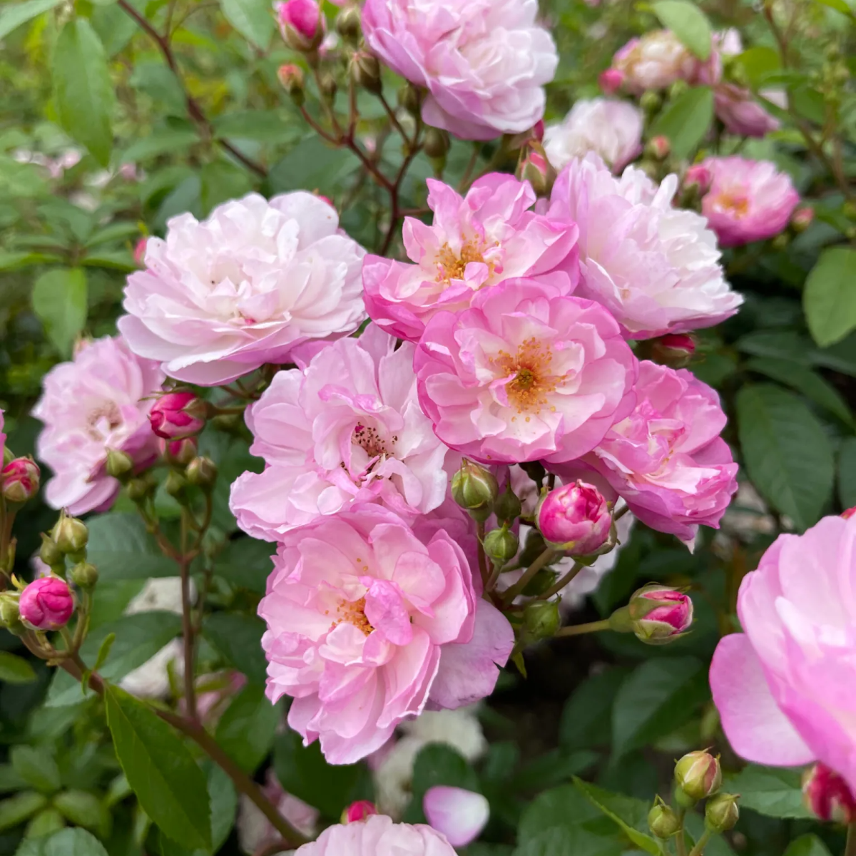 Rosa 'siluetta Lavender' - Rambling Rose