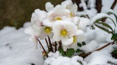 Hellebore covered in snow