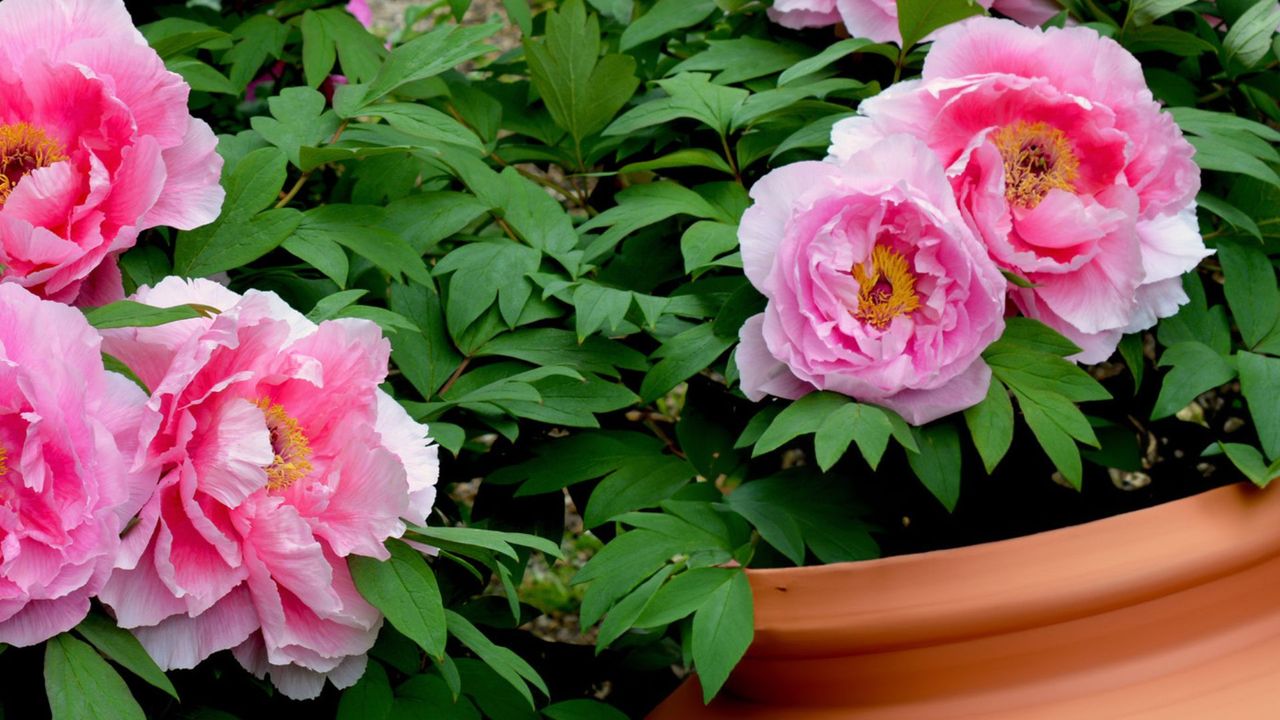 Pink Peonies Growing in Container