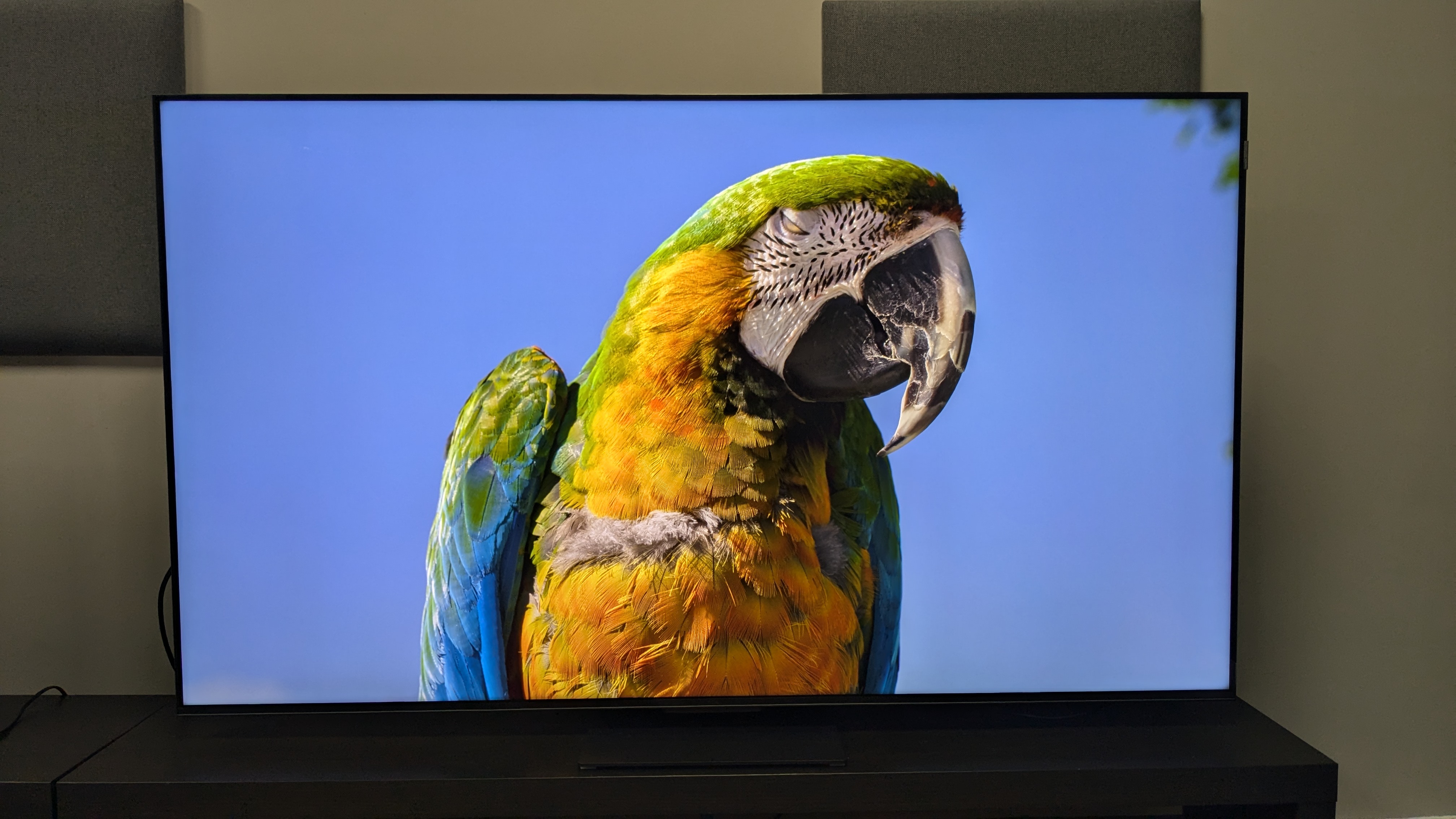 TCL C855 with parrot on the screen