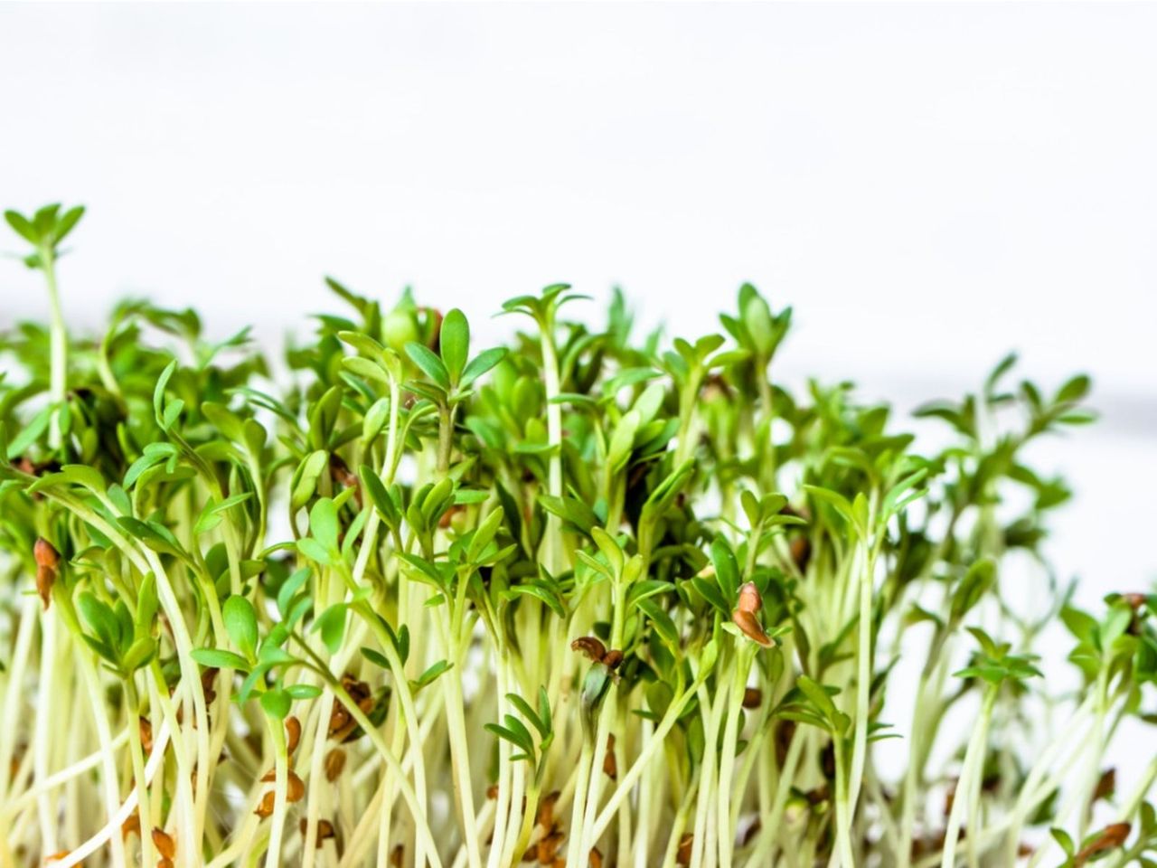 Alfalfa Sprouts