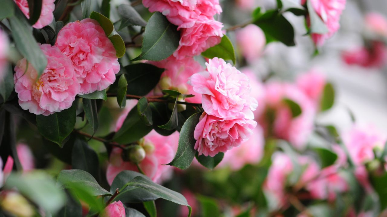 Pink camellia blooms in a garden