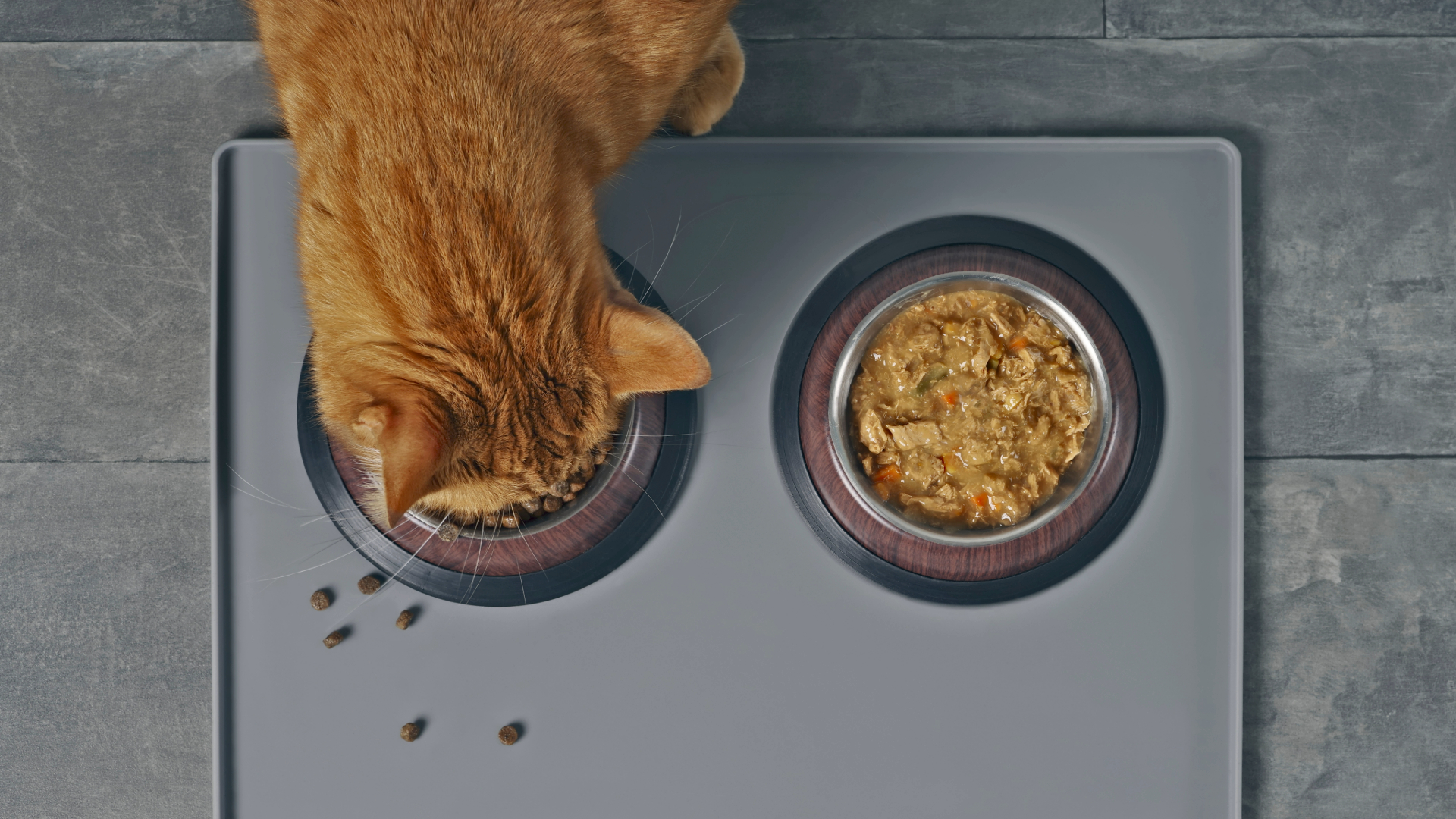 Cat eating dry food out of a bowl with a bowl of wet food next to it