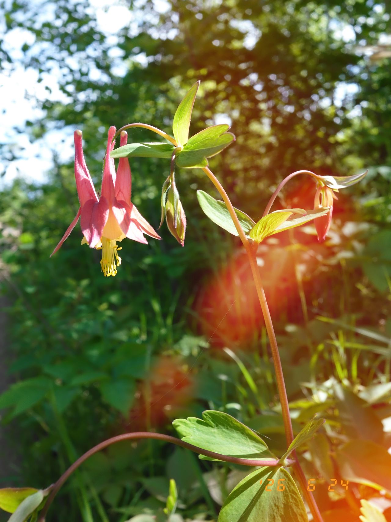 Sample images taken with the Fujifilm X Half