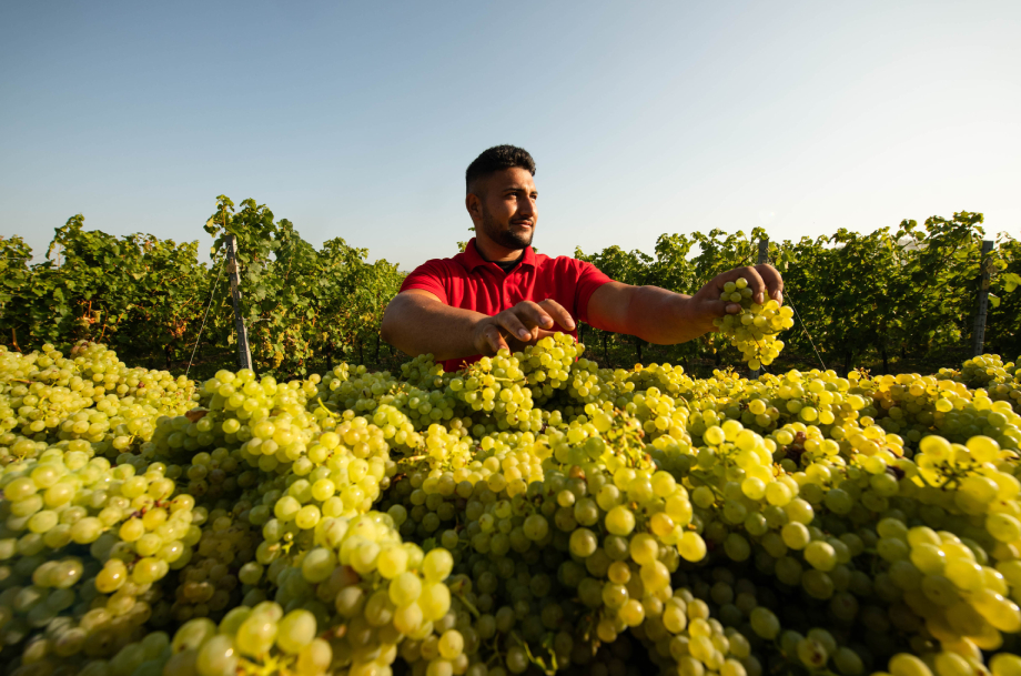 Chapel Down harvest.
