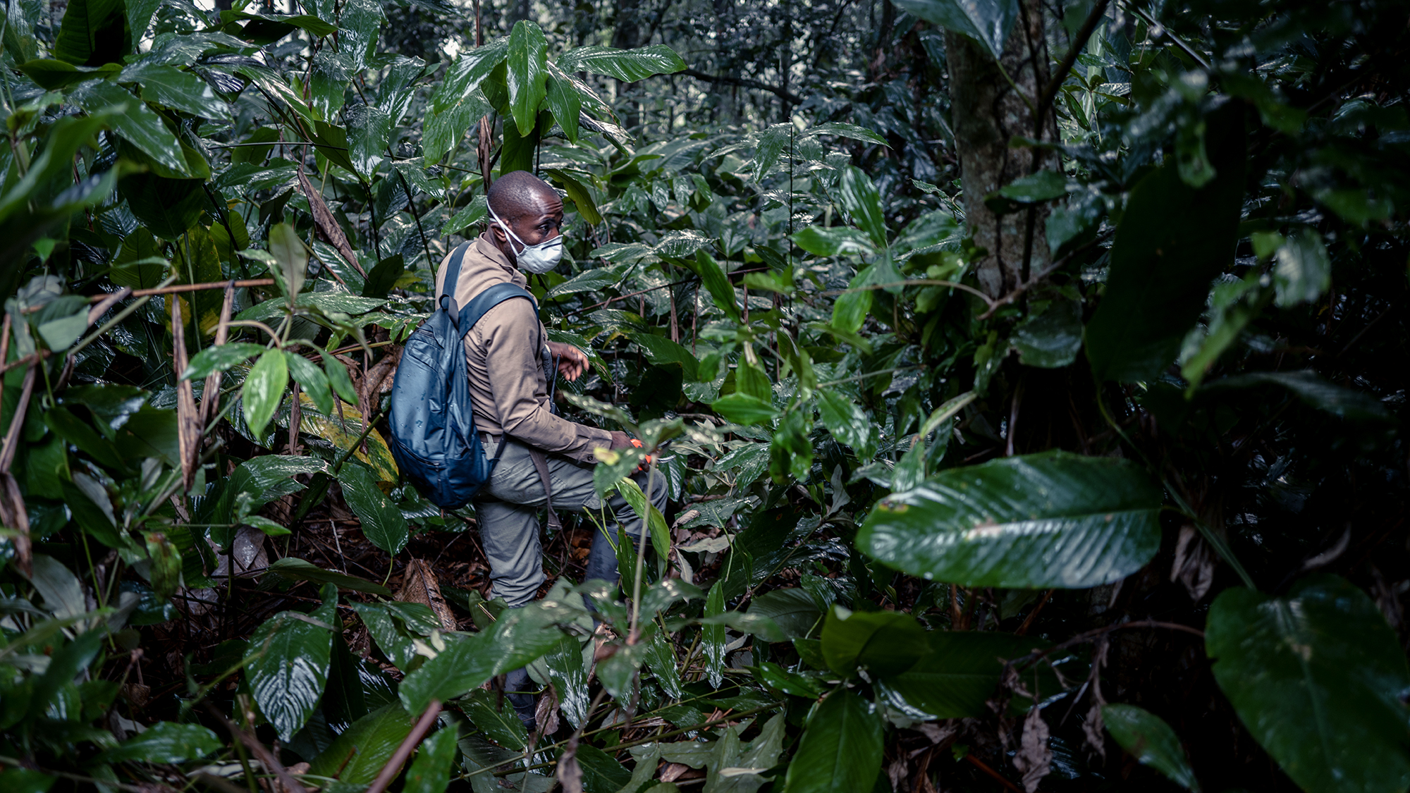 A gorilla tracker stalking through undergrowth in Odzala-Kokoua National Park, in the Republic of the Congo