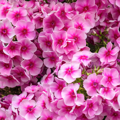 Floral background of pink blooming Phlox paniculata. Texture effect, selective focus.