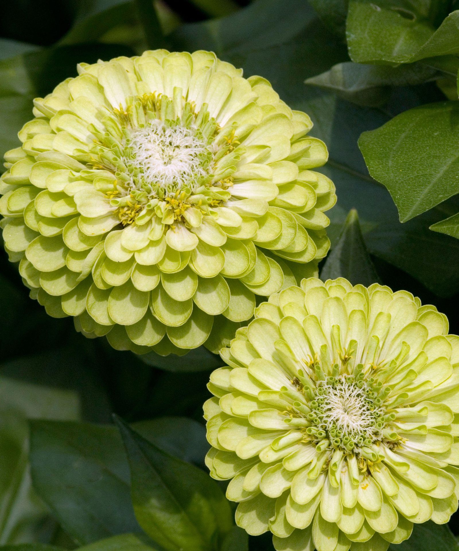 Types of zinnia 16 uplifting varieties to grow on your plot Gardeningetc
