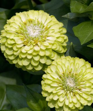 Zinnia Envy in bloom in the garden in summer