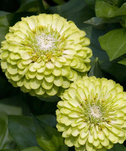 Types of zinnia: 16 uplifting varieties to grow on your plot | Gardeningetc