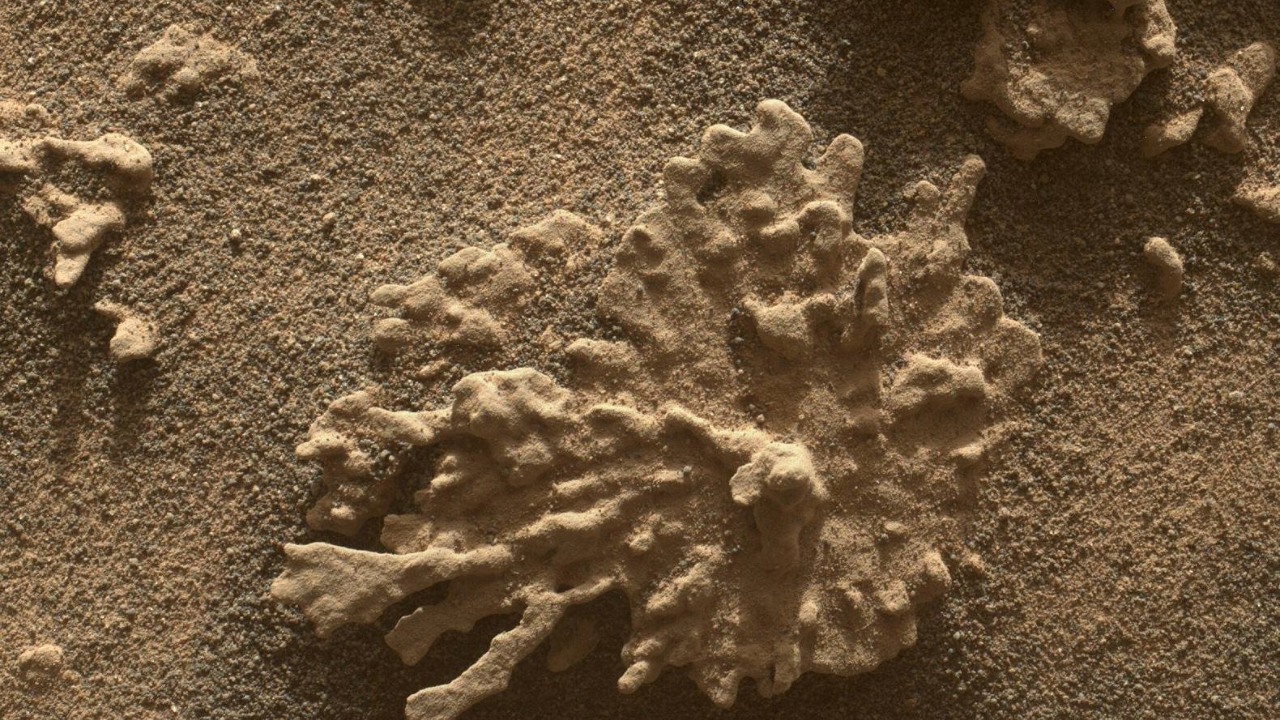A coral shaped rock covered in reddish brownish dust