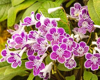 Cape primrose Streptocarpus flowers