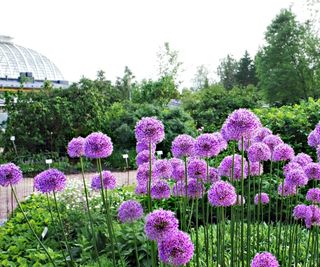 Purple giant allium, Allium giganteum, blooming in a garden in spring