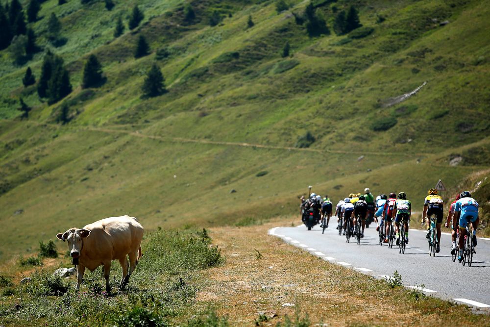 The peloton passes a cow alongside the road during stage 11.