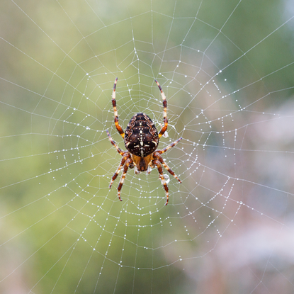 Garden spider in a web.