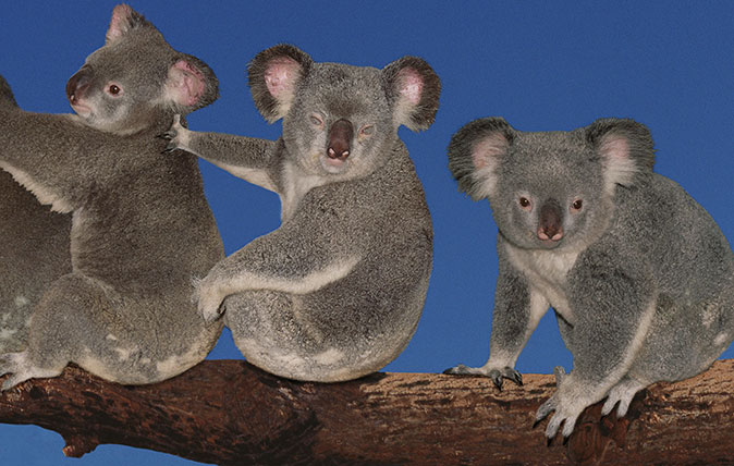 A group photo of koala bears