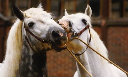 Horses can reportedly pass herpes onto one another through playful nuzzling.