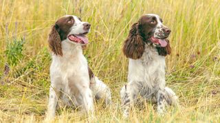 English Spring Spaniels