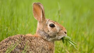 Rabbit eating foliage