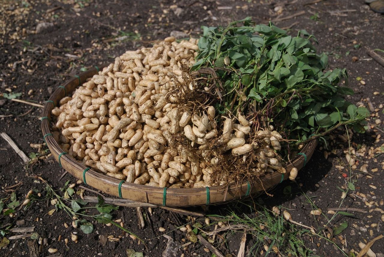 Pile Of Peanut Plants