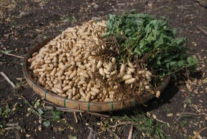 Pile Of Peanut Plants
