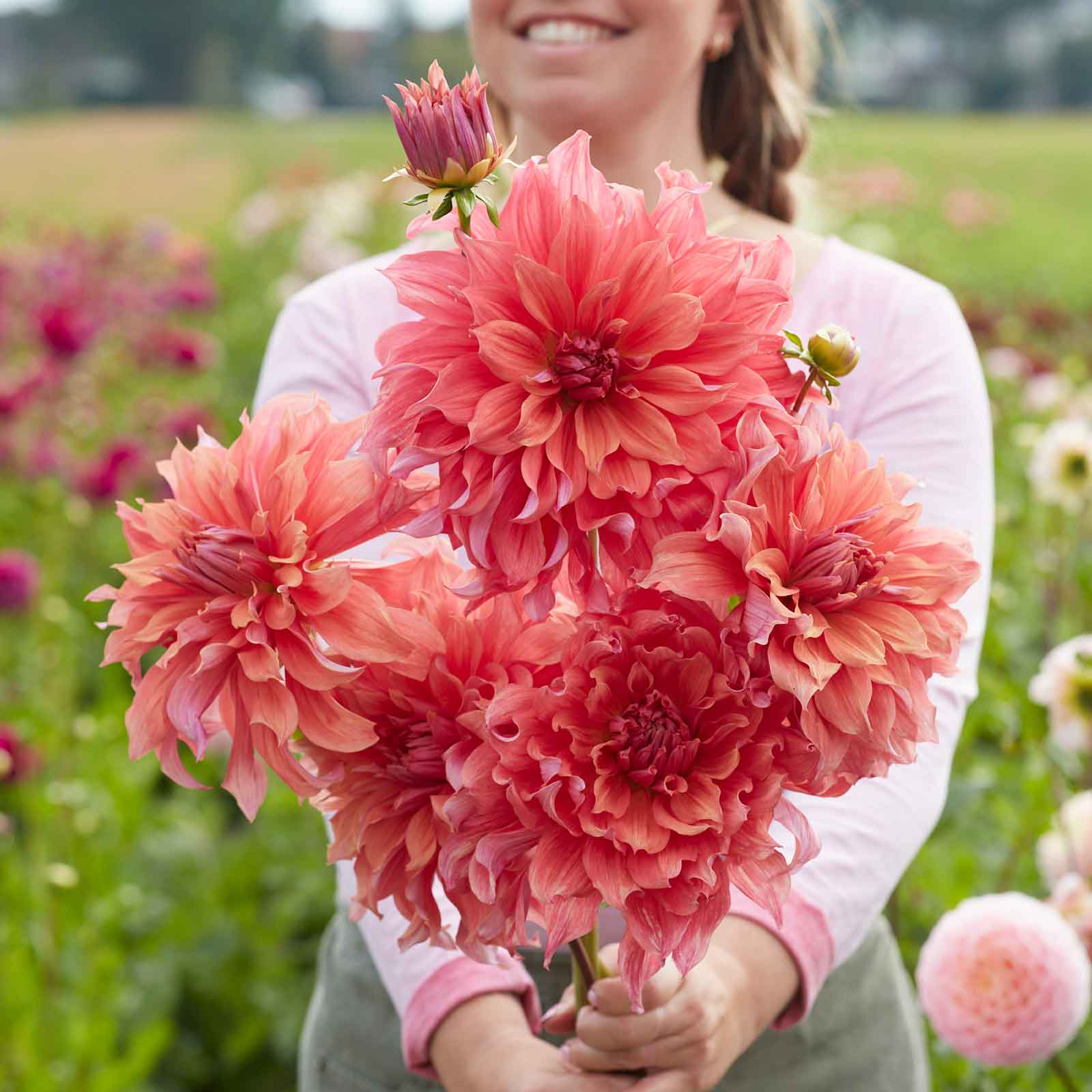 Dahlia Tubers (dinnerplate) - Belle of Barmera