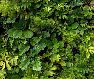 Living wall