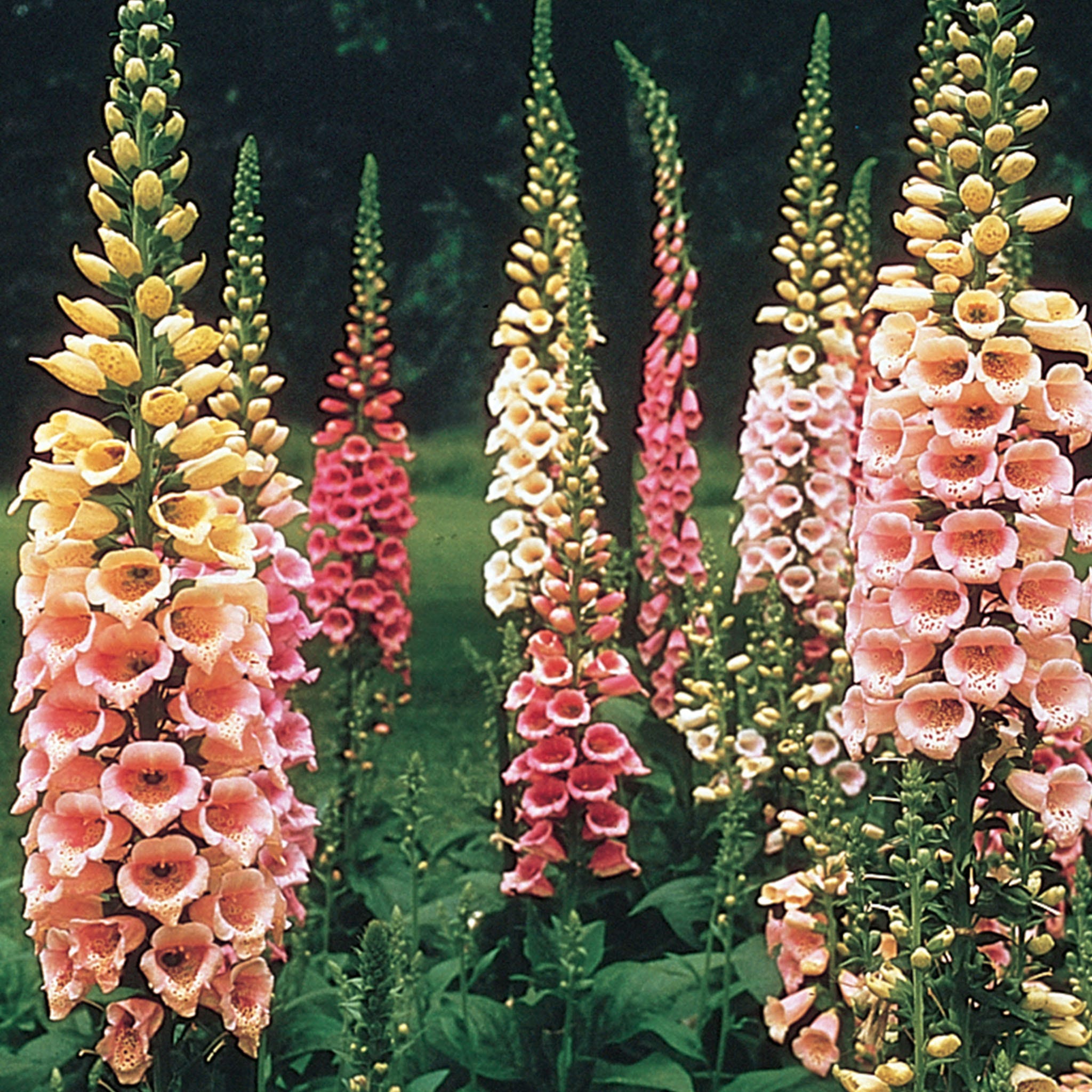 Excelsior Mix Foxglove Seeds