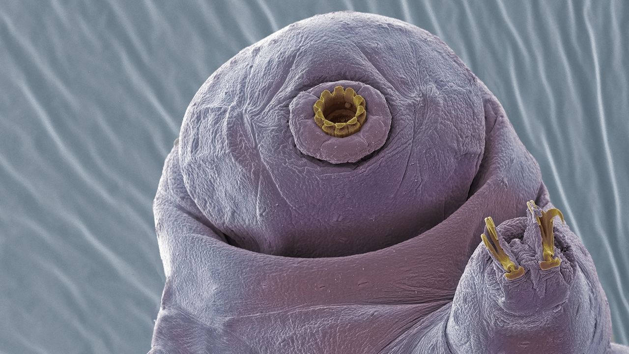 A close-up of a tardigrade's face and claws